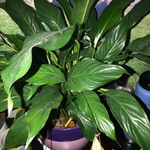 Peace Lily plant photo by @kayleesocool named maia on Greg, the plant care app.