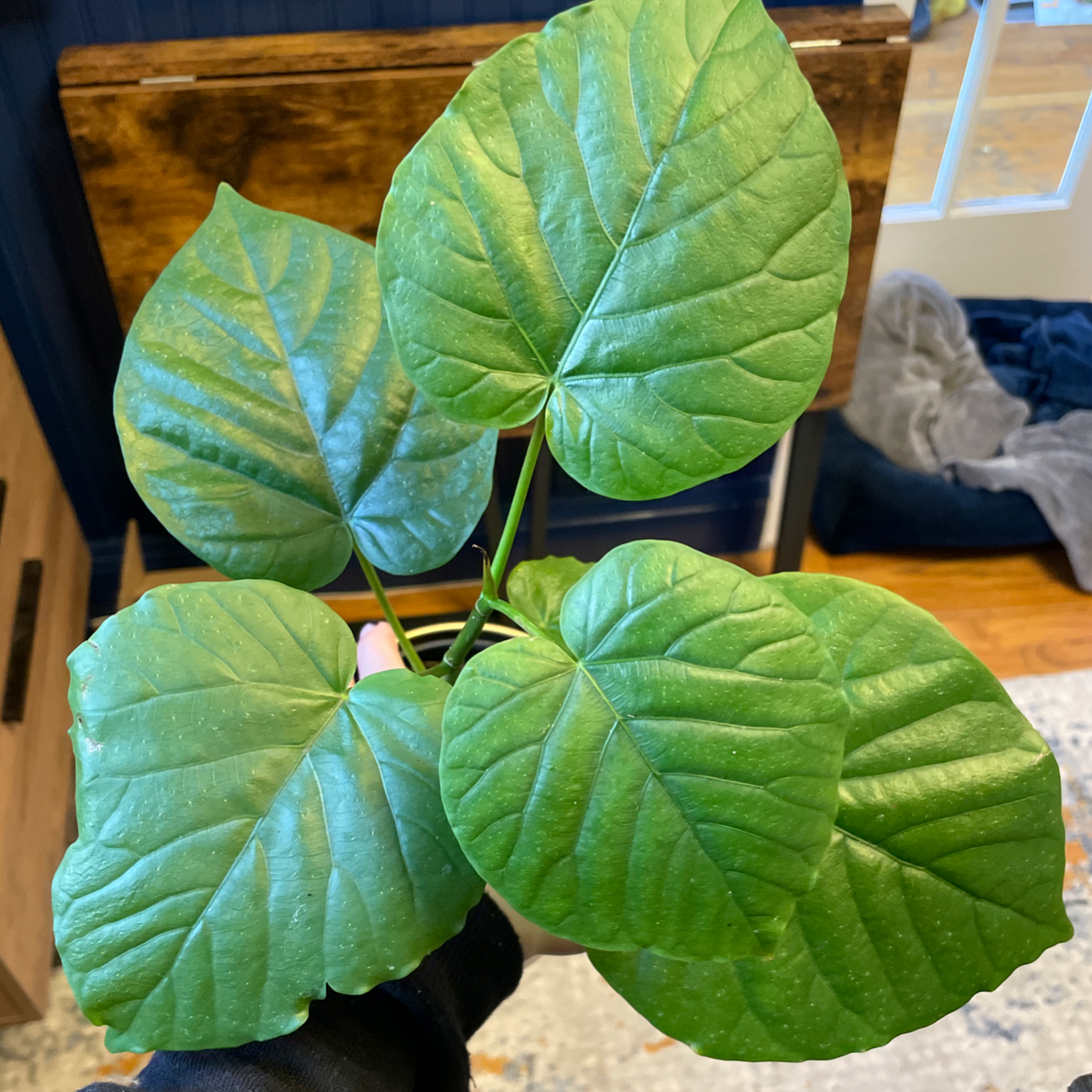 Ficus umbellata plant with large, healthy green leaves held by a hand.