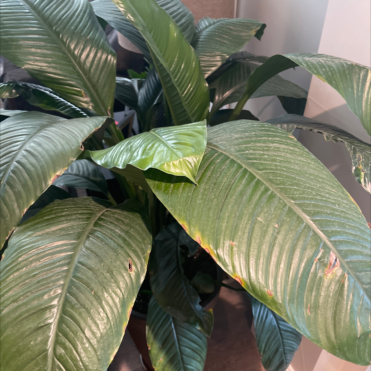 Sensation Peace Lily with large green leaves, some browning at the edges.