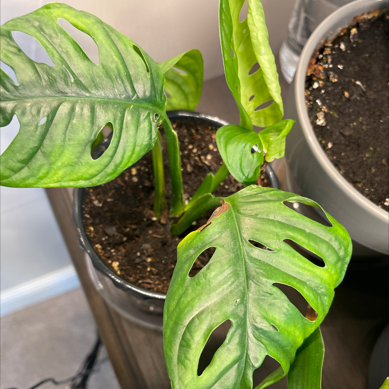 Photo of the plant species Swiss Cheese Plant by @DACillini named Your plant on Greg, the plant care app