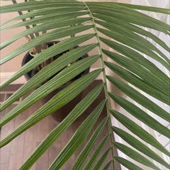 Cat Palm plant