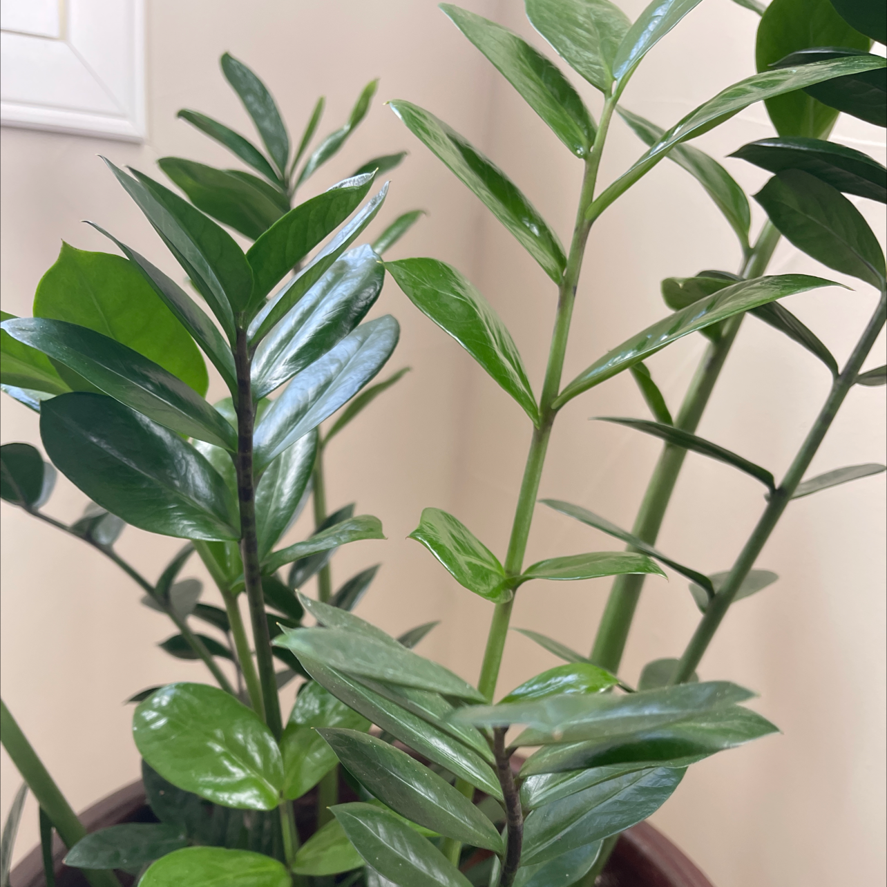 Zamioculcas Zamiifolia plant photo by @DACillini named Big ZZ on Greg, the plant care app.