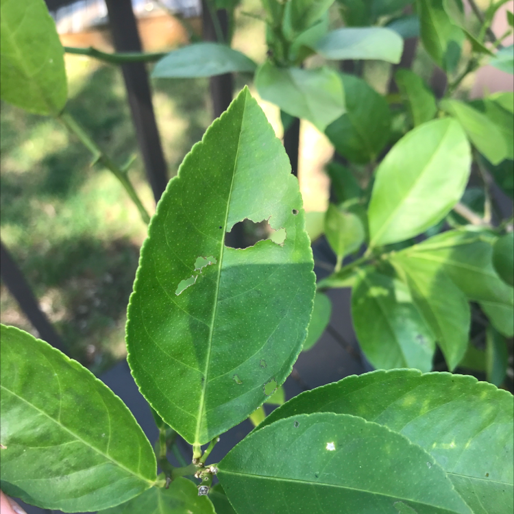 Fortune's Spindle plant with green leaves, one leaf showing minor damage.