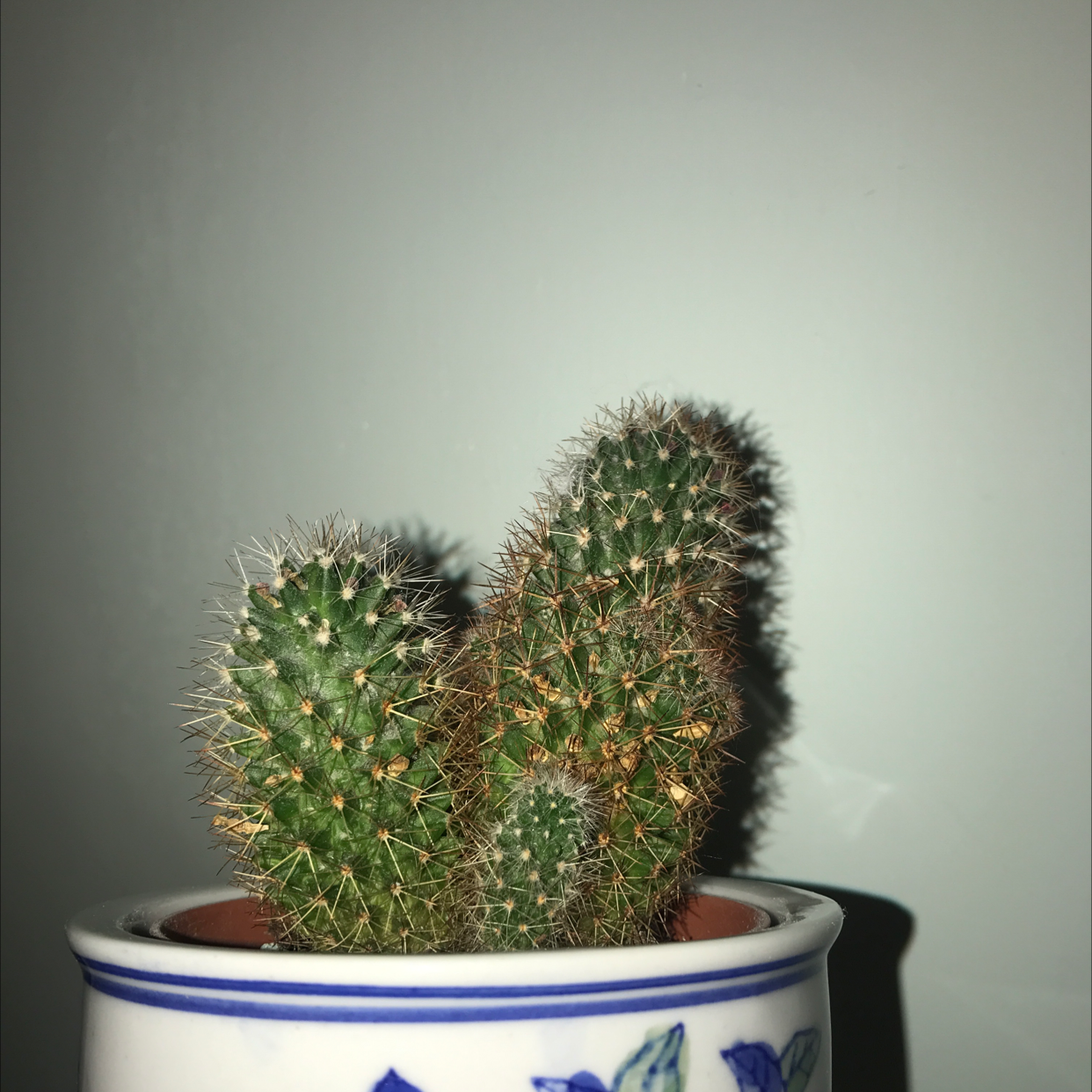 Photo of the plant species Mammillaria fraileana by @evabg named Link on Greg, the plant care app