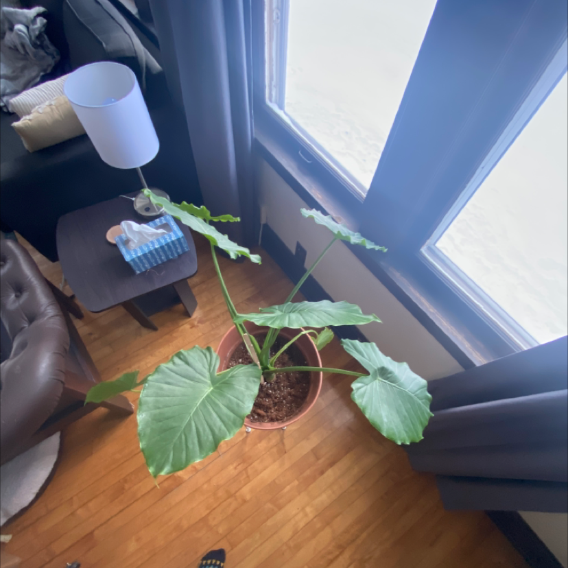 Indoor potted Giant Taro plant with large green leaves near a window.
