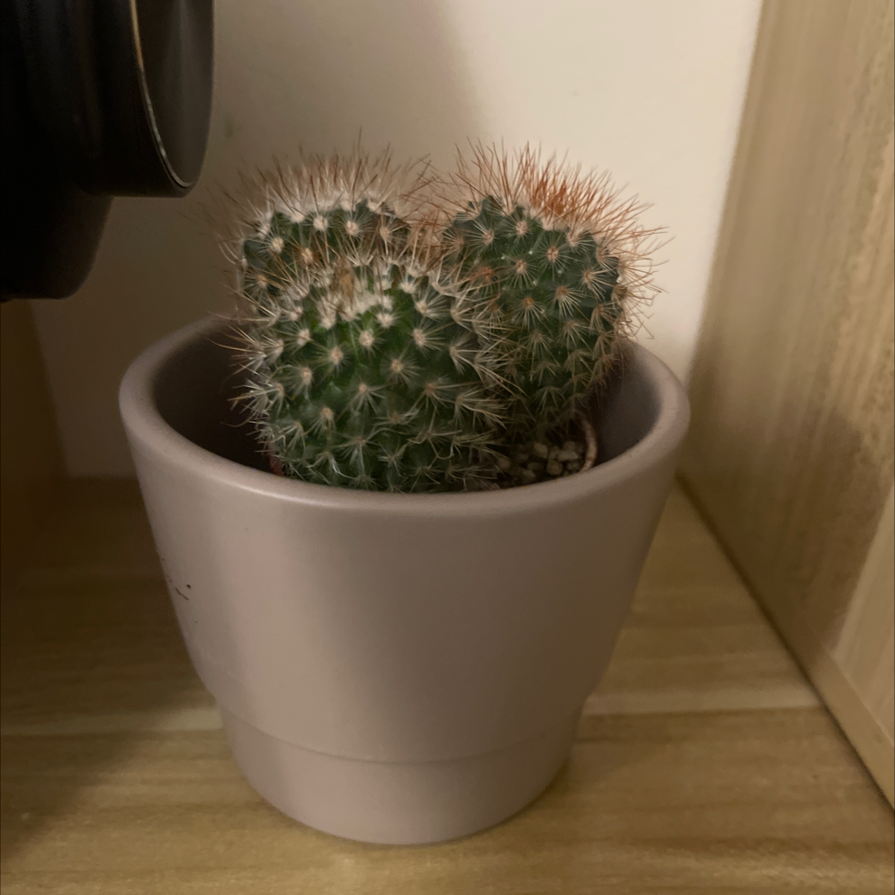 Photo of the plant species Pincushion cactus by Bhavina named Your plant on Greg, the plant care app