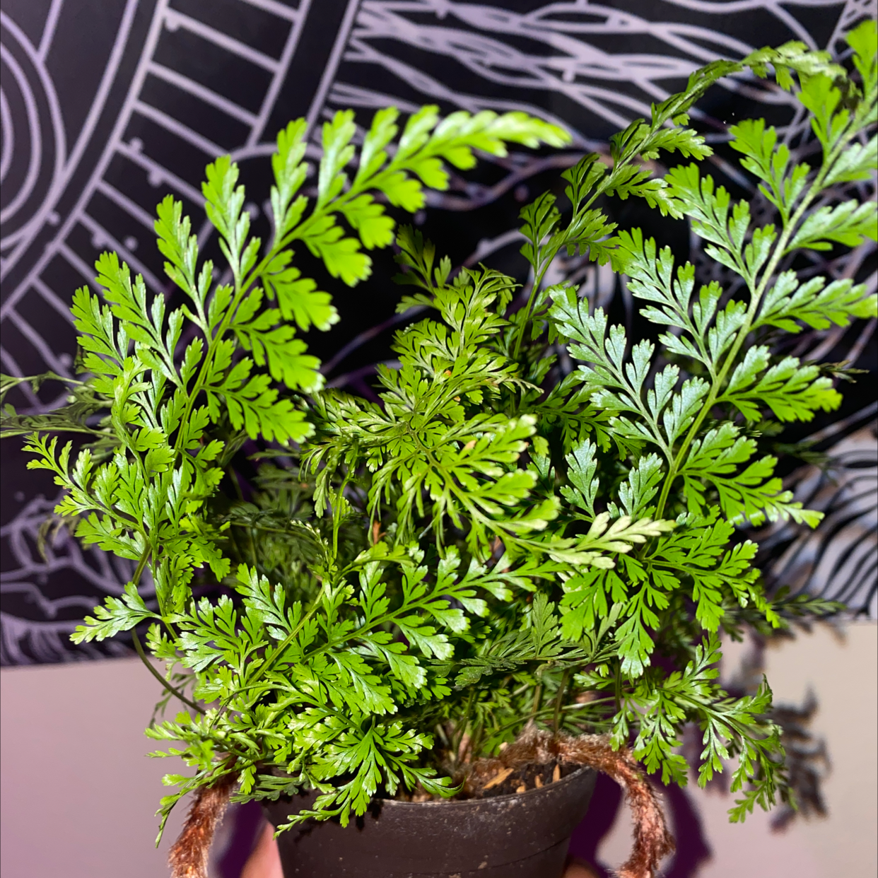 Healthy Black Rabbit's Foot Fern with vibrant green fronds in a small pot.