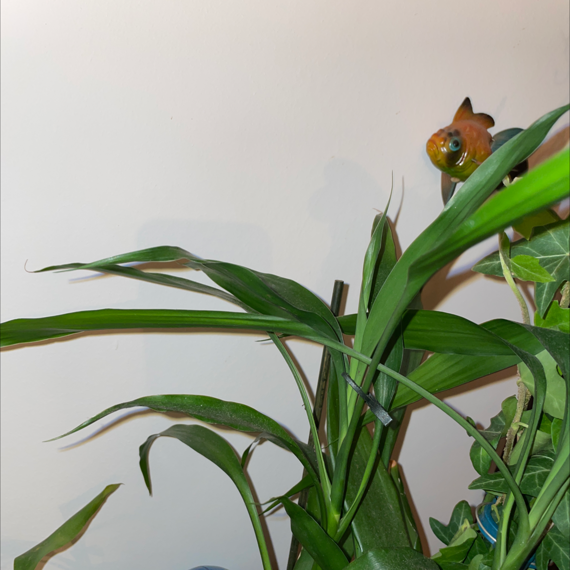 Image of a healthy Common Bamboo plant with long, narrow leaves. A fish is visible in the background.
