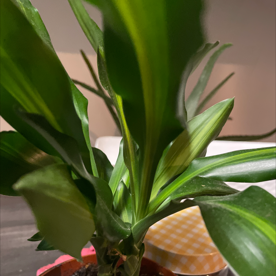 Cornstalk Dracaena plant photo by Corina-madalina named Darwin on Greg, the plant care app.