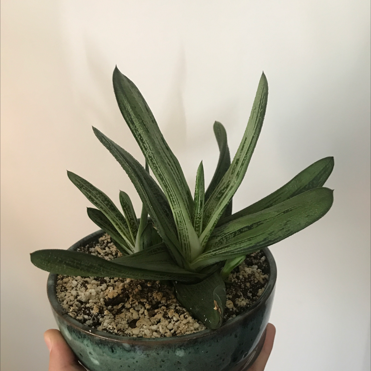 Gasteria 'Little Warty' plant in a pot, held by a hand, with visible soil.
