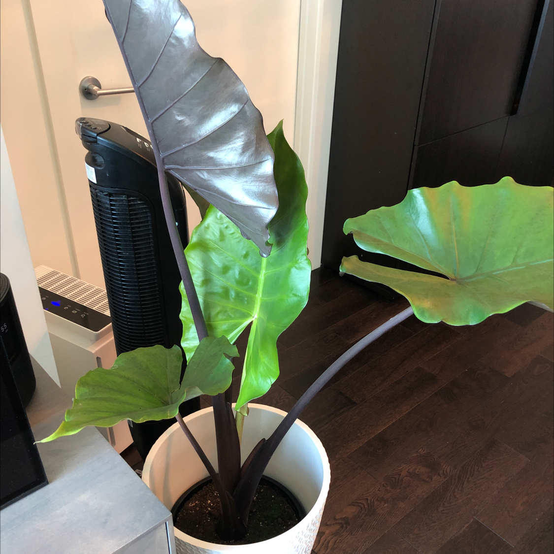 Alocasia 'Regal Shields' plant in a white pot with large, dark green leaves.