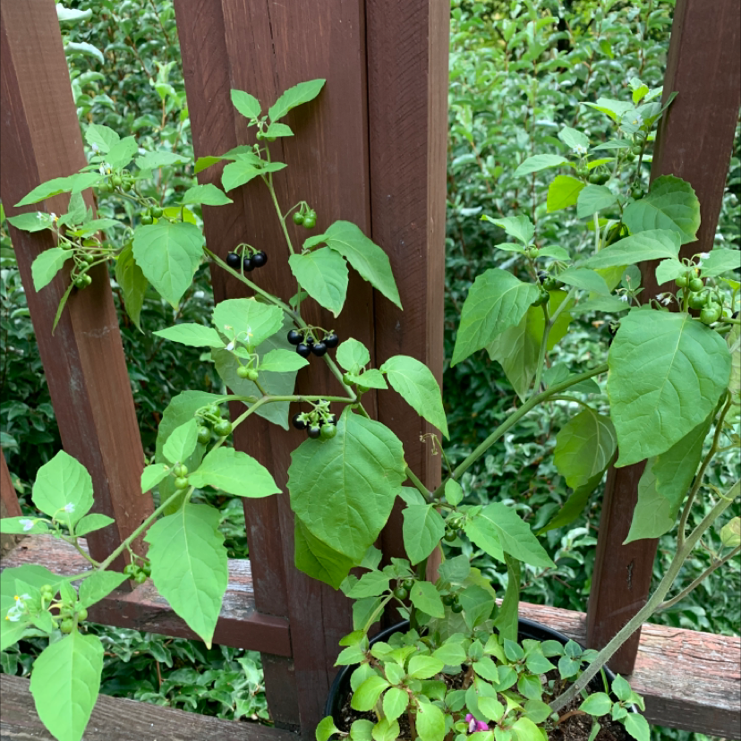 Black Nightshade plant with green leaves and small black berries next to a wooden structure.