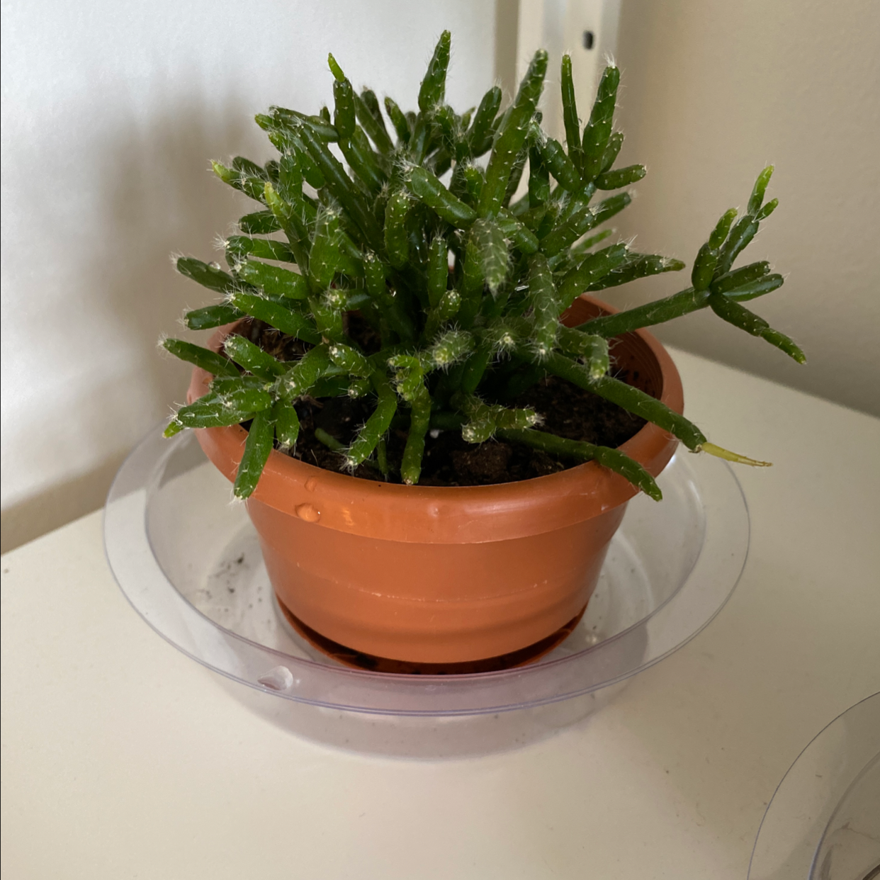Potted Hairy Stemmed Rhipsalis plant with green segmented stems in a terracotta pot.
