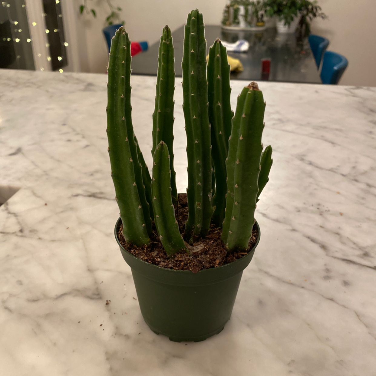 Potted Zulu Giant plant with multiple green stems on a marble surface.