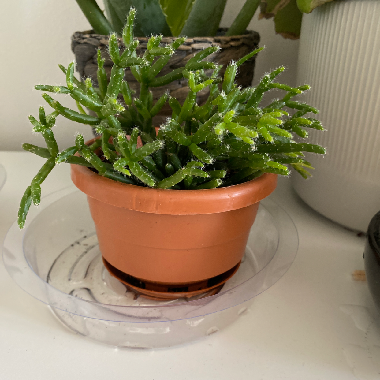 Potted Hairy Stemmed Rhipsalis plant with vibrant green stems.