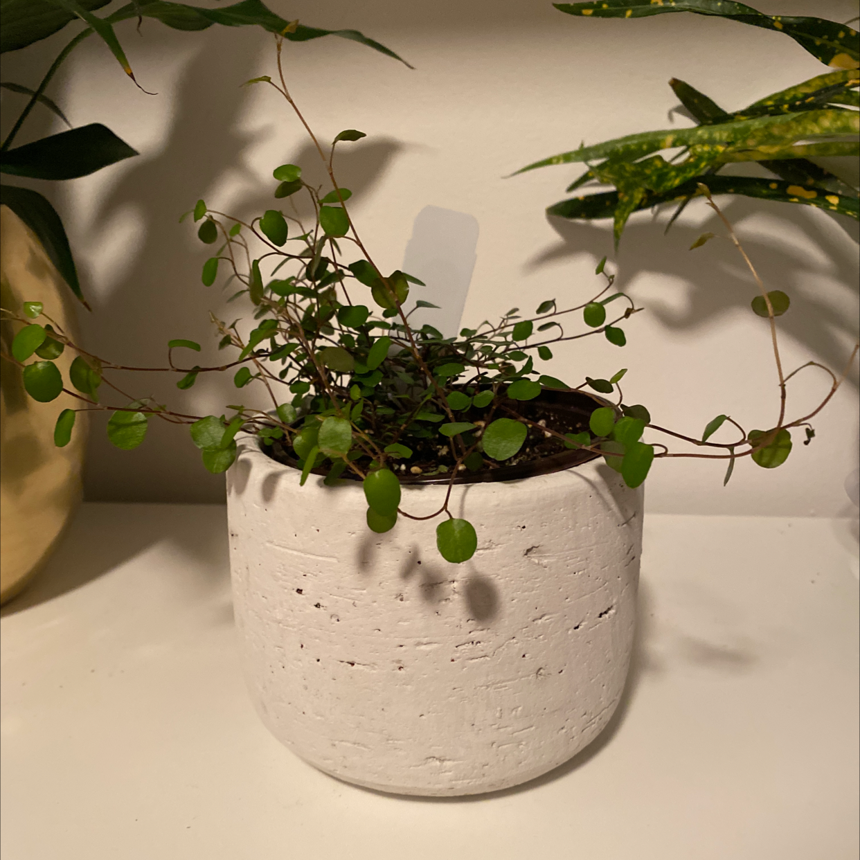 Photo of the plant species Maidenhair Vine by @Twotomatoes named Huckleberry Fern on Greg, the plant care app