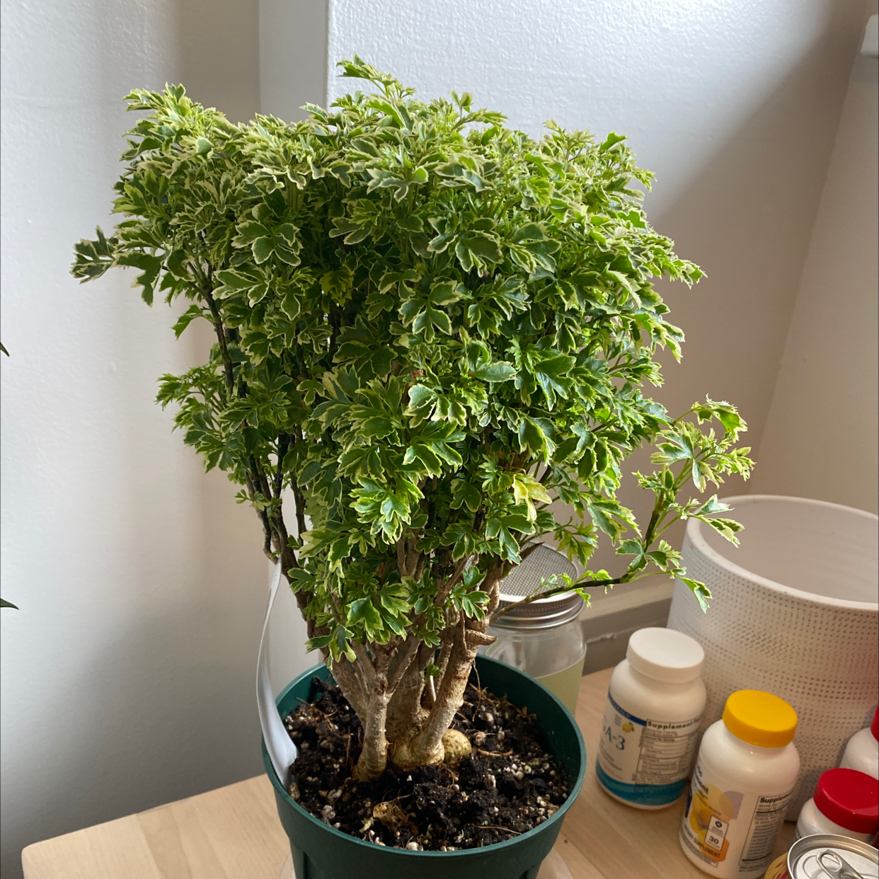 Ming Aralia plant in a pot with vibrant green leaves, visible soil, and no signs of disease.