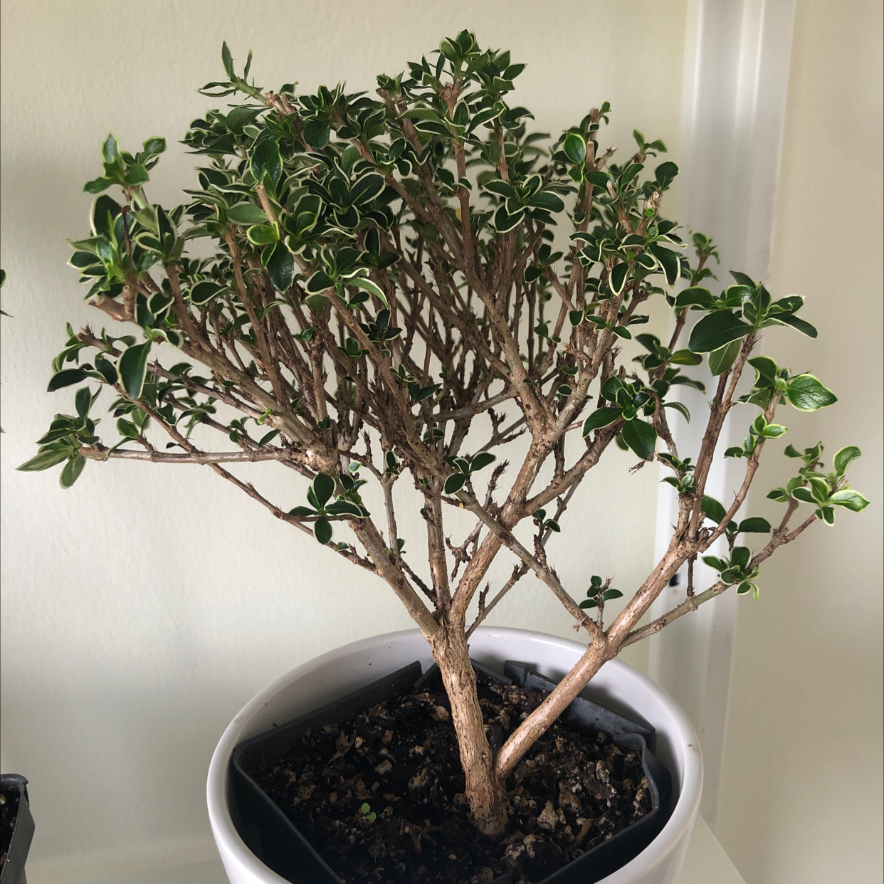 Snowrose plant in a white pot with healthy green leaves and visible soil.