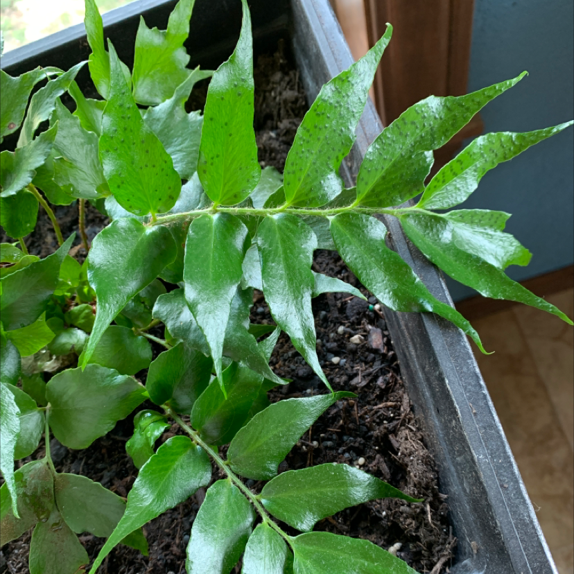 House Holly-Fern with vibrant green leaves and visible soil.
