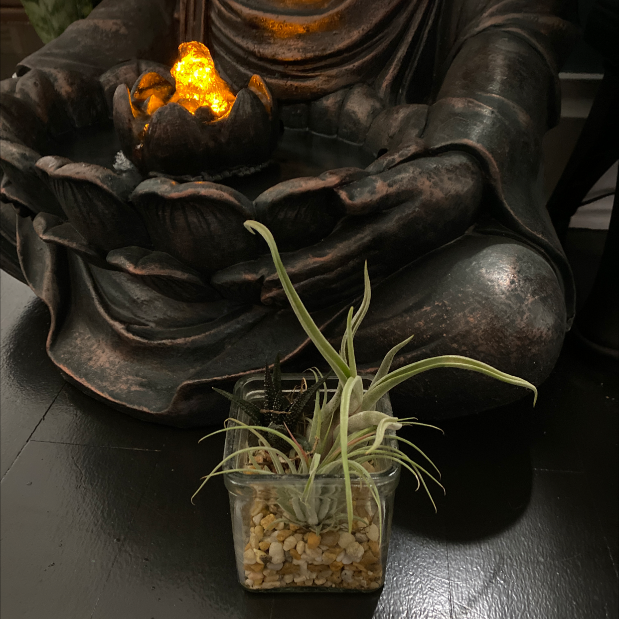 Medusa Head Air Plant in a glass container with pebbles, decorative statue in the background.