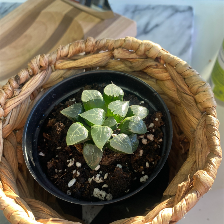 Haworthia bayeri plant in a small pot inside a wicker basket, with visible soil.