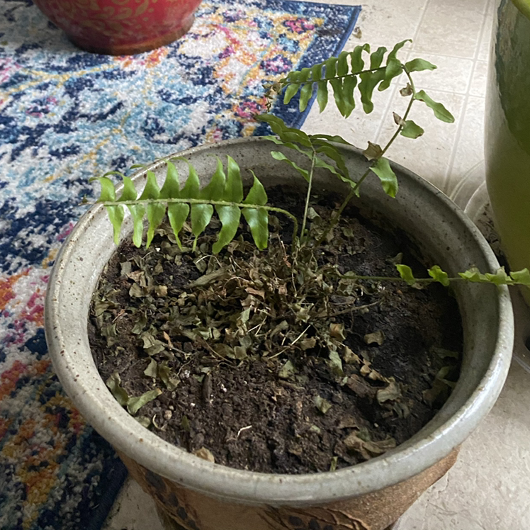 Photo of the plant species Cyrtomium falcatum by Jodi named Your plant on Greg, the plant care app