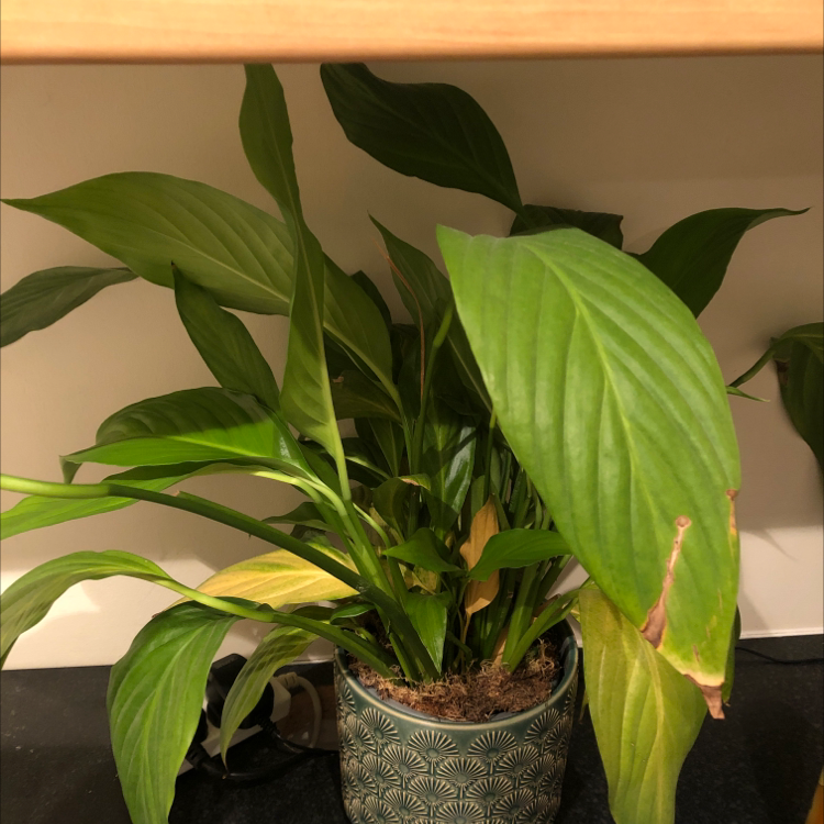 Peace Lily plant photo by Caz named Cathy on Greg, the plant care app.