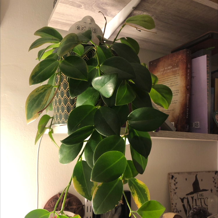 Lipstick Vine plant photo by Caz named Wendigo on Greg, the plant care app.