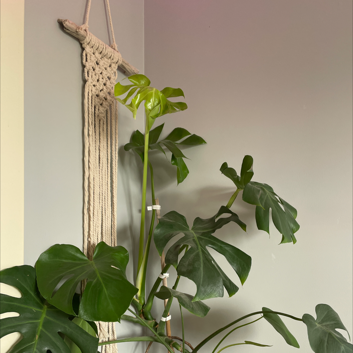 Monstera plant photo by @Yourfriendlyneighborhoodplantgirl named Mòndogo on Greg, the plant care app.