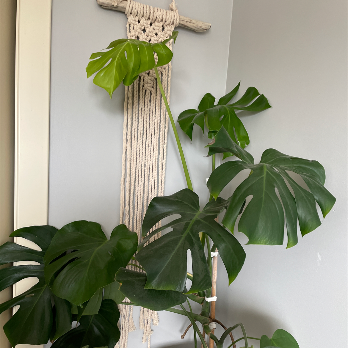 Monstera plant photo by @Yourfriendlyneighborhoodplantgirl named Harper 🪴 on Greg, the plant care app.