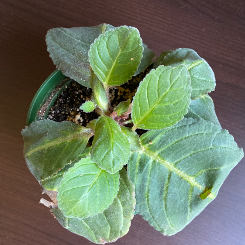 Potted Florist's gloxinia plant with broad, green leaves.