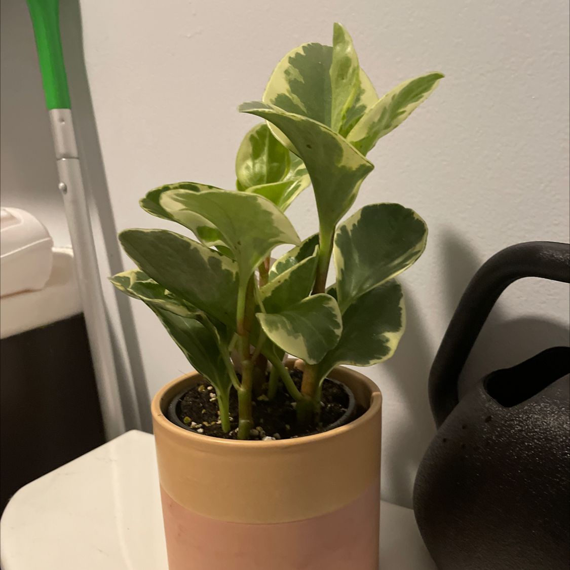 Baby Rubber Plant plant photo by @AkeakamaiSora named Geophry on Greg, the plant care app.