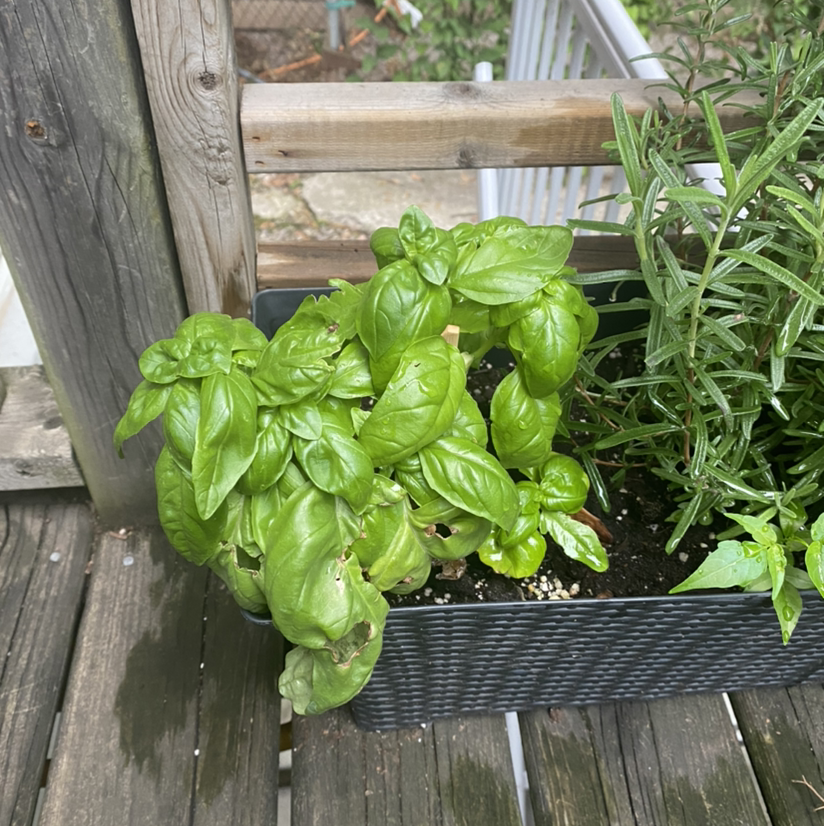 Sweet Basil plant photo by @MulchinMaeve named Basil Fawlty on Greg, the plant care app.