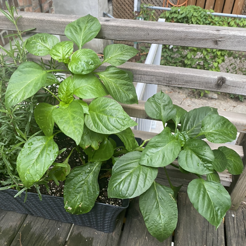 Pepper Plant plant photo by @MulchinMaeve named Chili Wonka on Greg, the plant care app.