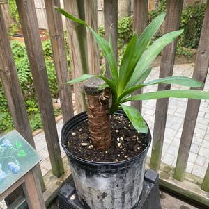 Yucca Cane plant photo by @MulchinMaeve named Shakira on Greg, the plant care app.