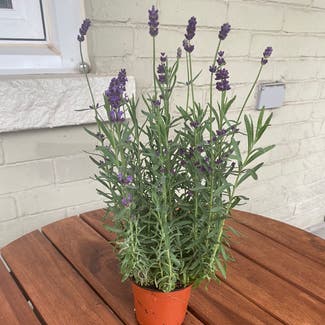 English Lavender plant in Toronto, Ontario