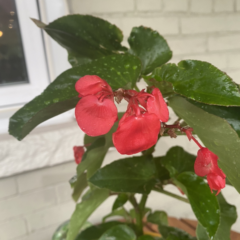 Photo of the plant species Begonia coccinea 'Torch' by @MulchinMaeve named Be-Gone on Greg, the plant care app