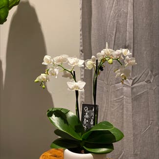 Moon Orchid plant in Toronto, Ontario