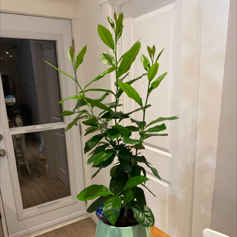Photo of the plant species Orange Tree by @MulchinMaeve named Keanu Leaves on Greg, the plant care app