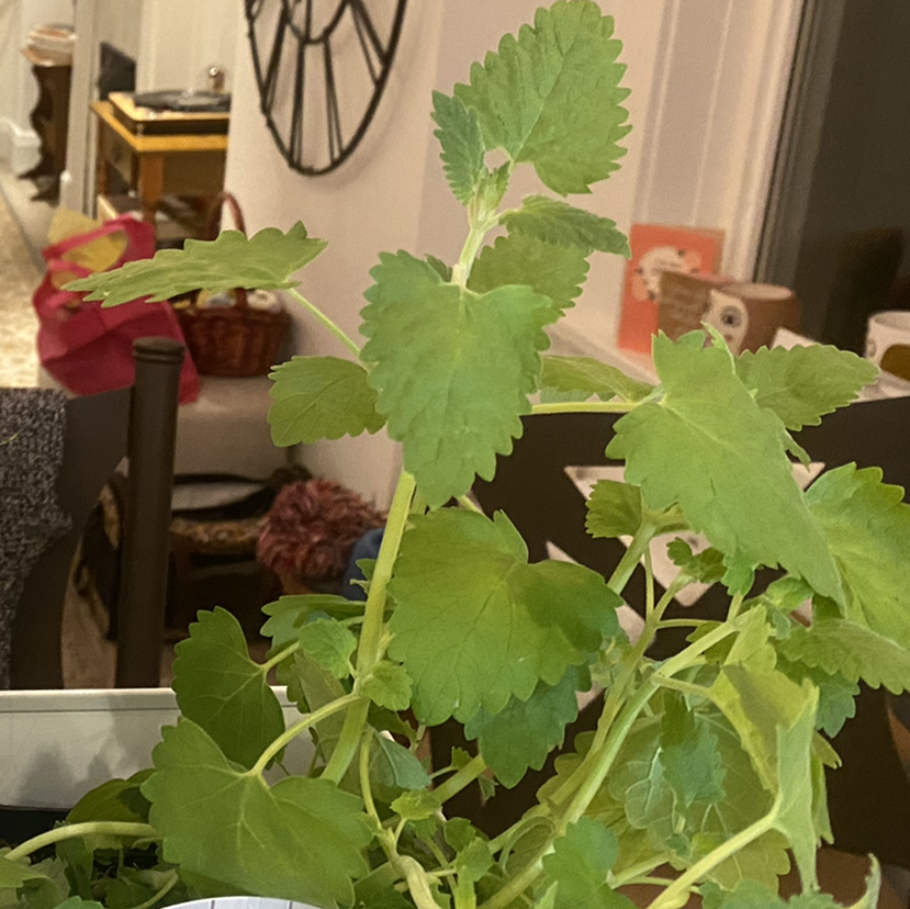 Photo of the plant species Catnip by @MulchinMaeve named Kitty Pryde on Greg, the plant care app