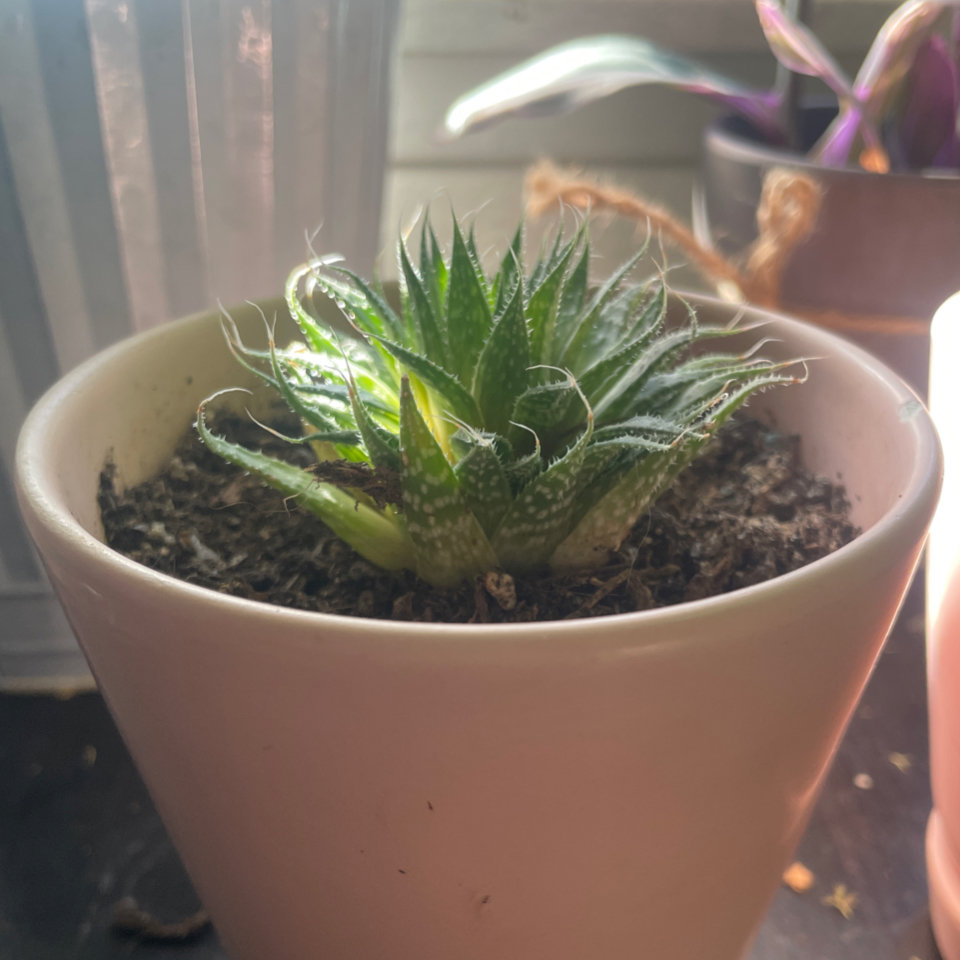 Aloe Aristata plant photo by @Afwreck named Zeus on Greg, the plant care app.