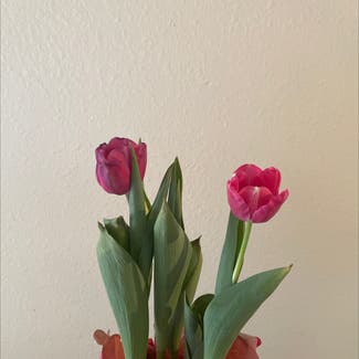 Garden Tulip plant in Somewhere on Earth