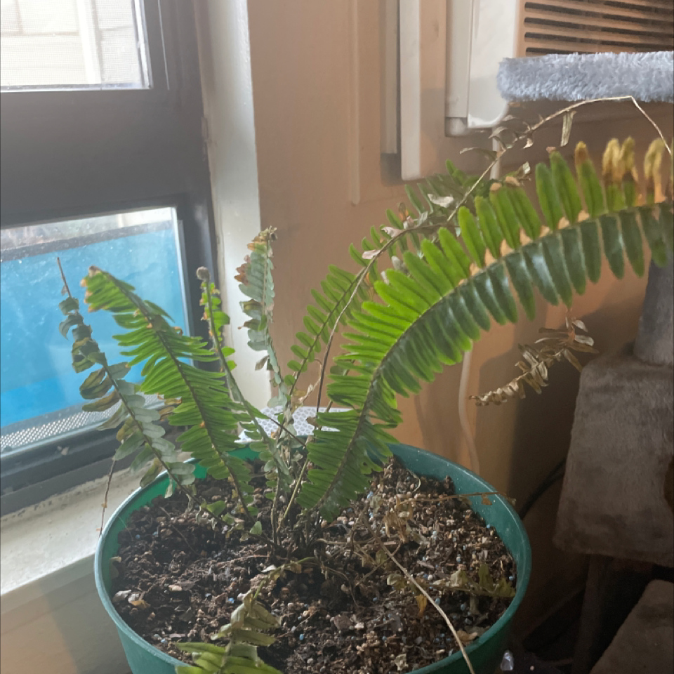 Boston Fern plant photo by @Afwreck named Fernie Mac on Greg, the plant care app.