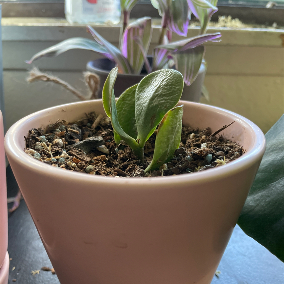 Lucky Plant plant photo by @Afwreck named Demi on Greg, the plant care app.