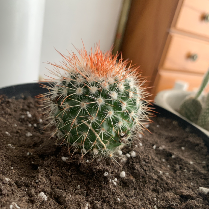 Spiny Pincushion Cactus in a pot with visible soil, appears healthy.