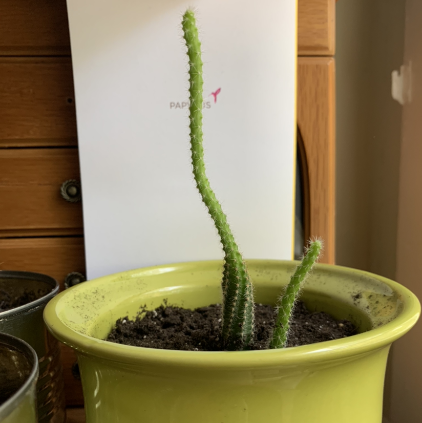 Peanut Cactus plant photo by @Crazycactuslady named Achilles on Greg, the plant care app.