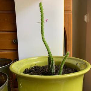 Peanut Cactus plant photo by Crazycactuslady named Achilles on Greg, the plant care app.