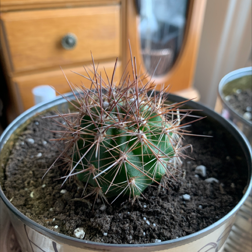 Small, healthy Simpson Hedgehog Cactus with dense white spines growing in a light blue ceramic pot with rocks as top dressing.