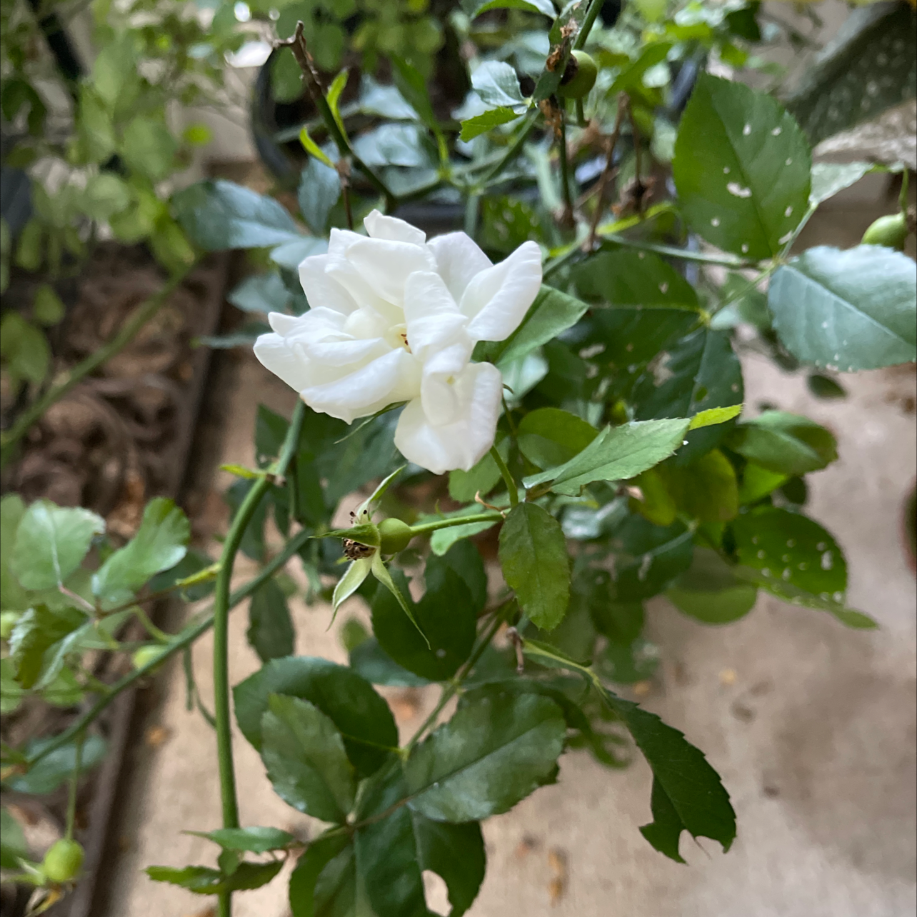 Photo of the plant species Dog Rose by Lauren named Popcorn rose on Greg, the plant care app
