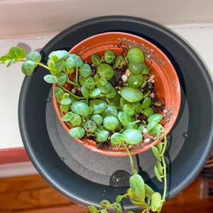Peperomia Prostrata plant photo by @thesmilingplantco named frankie on Greg, the plant care app.